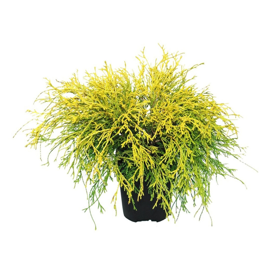 Ädelcypress – Chamaecyparis pisifera 'Filifera Aurea' - C2